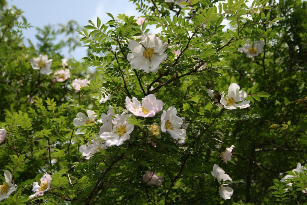 Senkyoro Otel Hakone Dış mekan fotoğraf